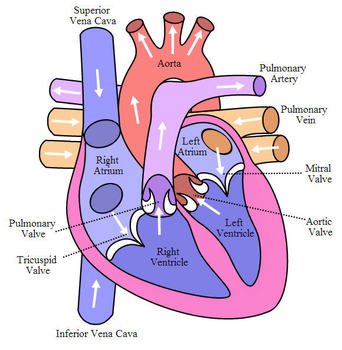 Human Heart Diagram N17