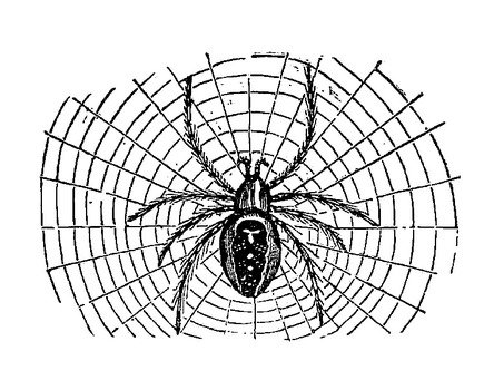 Spider Clip Art Black And White N9