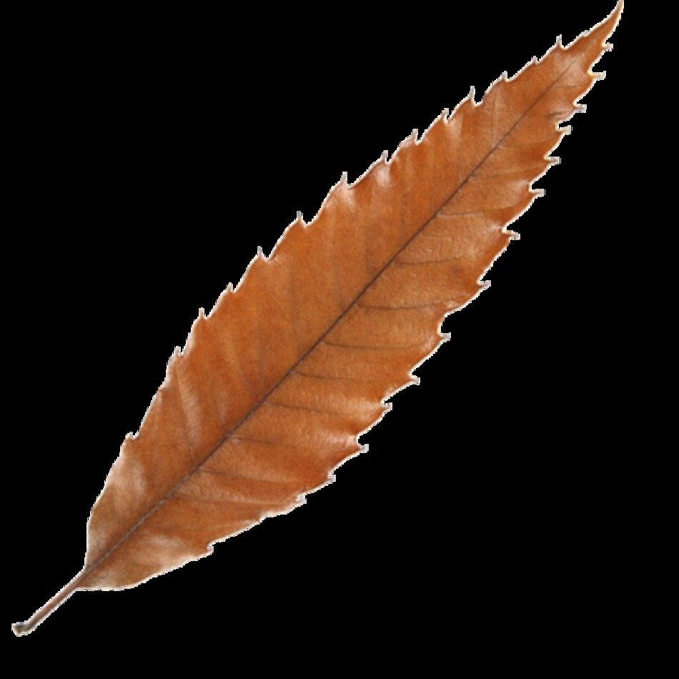 Fall Leaves Clip Art N141