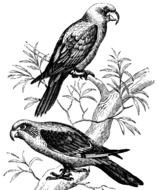 Parrot as a Clip Art