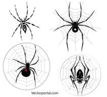 Spider Web Vector N2