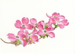 Pink Dogwood Tree drawing