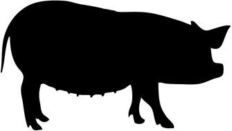 black pig silhouette