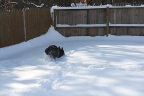 Bunny in deep snow as a picture for clipart