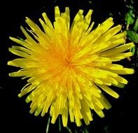 clipart of the Yellow Dandelion