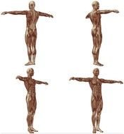 Free Vector People Human Body Anatomy