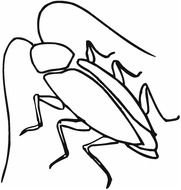 black and white drawing of a cockroach