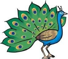 Colorful beautiful peacock with the colorful beautiful feathers clipart