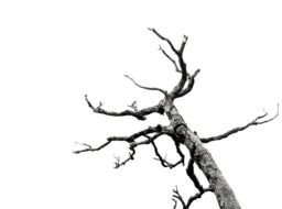 Dead Tree Branches drawing