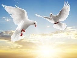 White Doves Flying