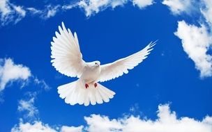 White Dove in the sky drawing