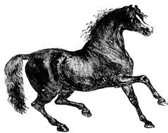 painted black horse on a book page