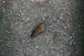 Field Mouse drawing
