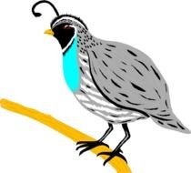 Cartoon Quail Clip Art