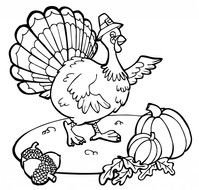 Thanksgiving, turkey wearing hat and pumpkins, Coloring Page