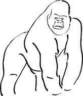 Gorilla Clip Art N14