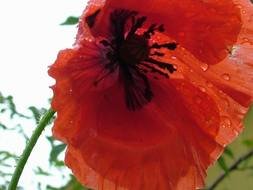 red Poppy Flower photo