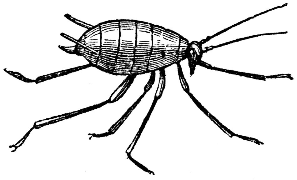 Black and white drawing of the louse clipart