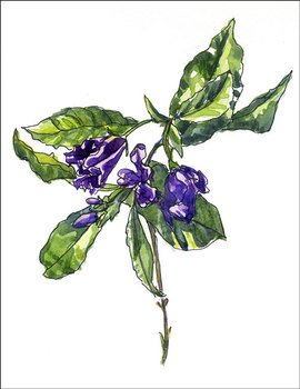 Simple Pencil Drawings Of Vines