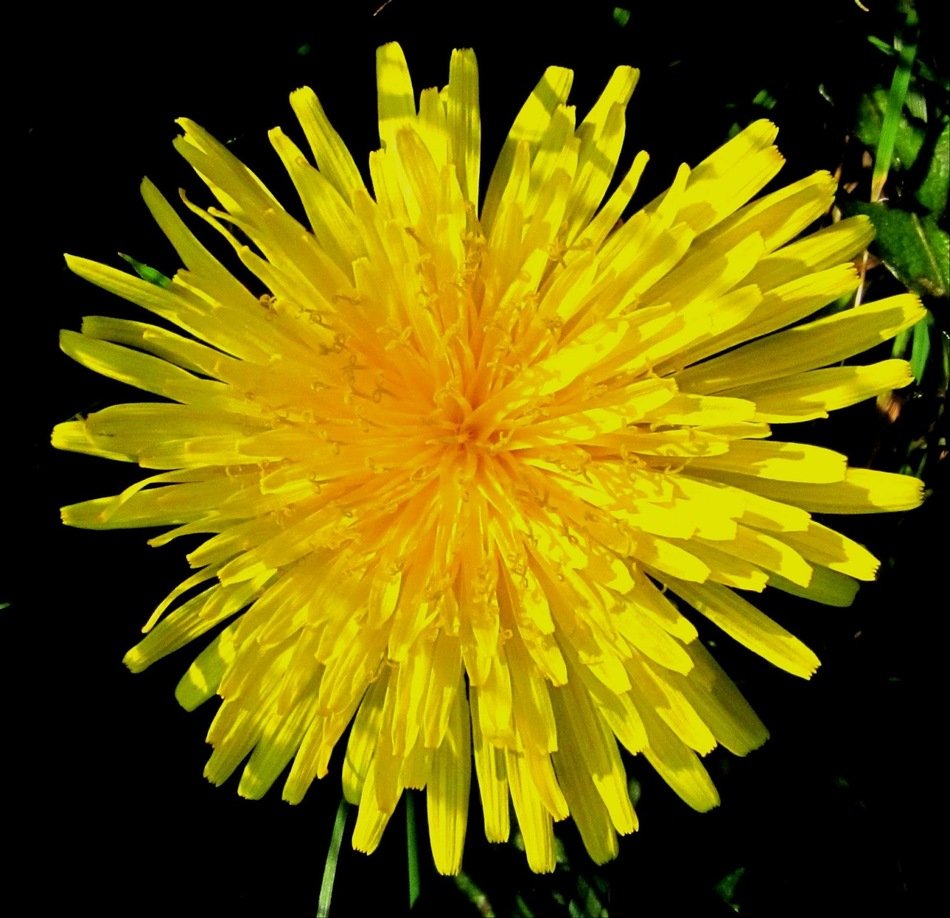 clipart of the Yellow Dandelion