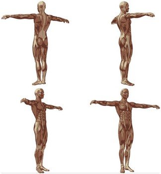 Free Vector People Human Body Anatomy
