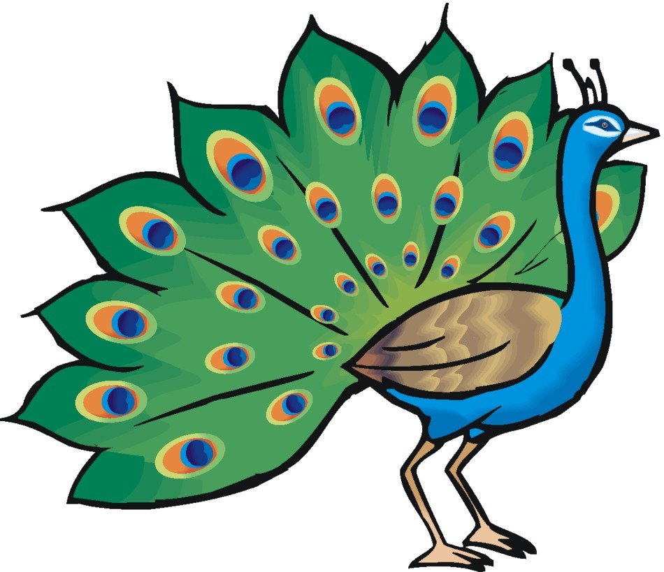 Colorful beautiful peacock with the colorful beautiful feathers clipart