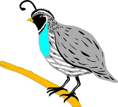 Cartoon Quail Clip Art