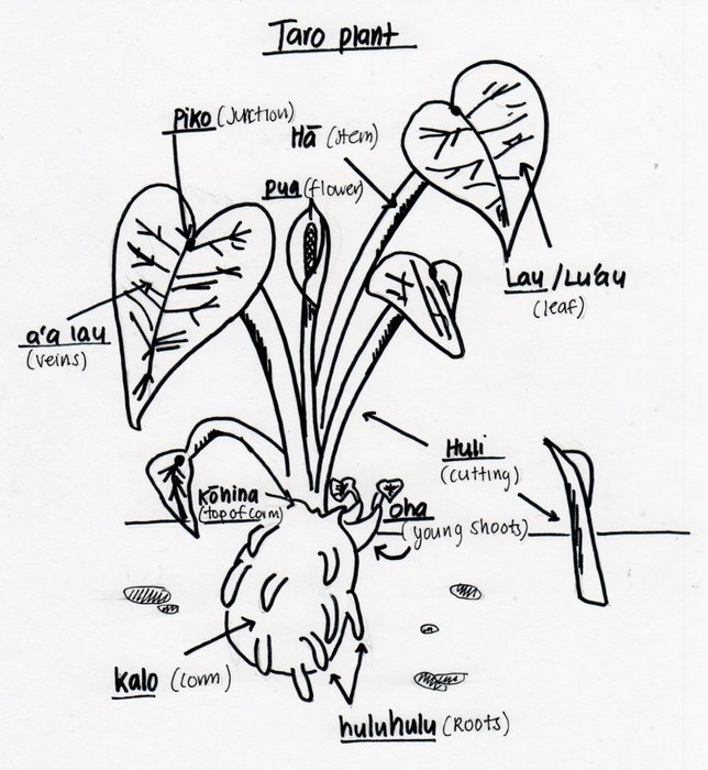 Taro plant in detail