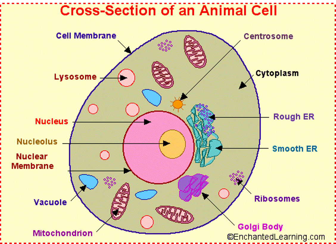 Diagram of Cross-Section of and Animal Cell clipart free image