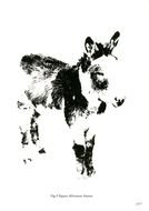 Animals Symmetrical Designs drawing