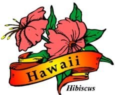 Hawaii State Flower Clip Art N6