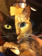 photo of Chimera Cat