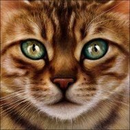 Warrior Cat Faces