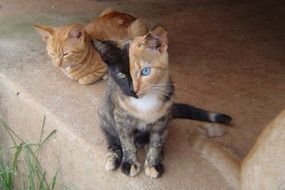 cat with black and orange color