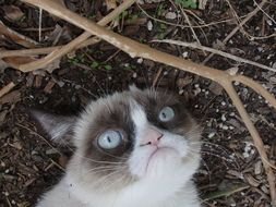 grumpy cat lies on the ground