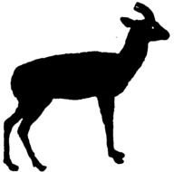 Pronghorn Antelope Face Clip Art