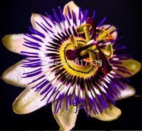Arrival 10pcs lot Home Garden Blue Crown Passion Flower Vine Fruit