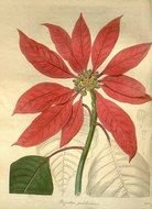drawing of a red flower on the wall