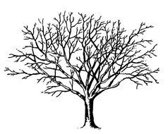 painted ebony without leaves on a white background