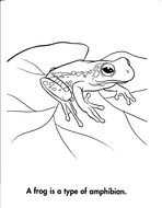 Frog Coloring Book Page drawing