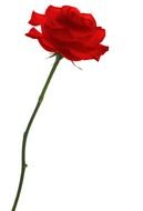 one rose drawing