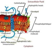 Cell Membrane N3