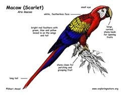 Scarlet Macaw Drawing