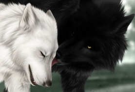Black And White Wolf
