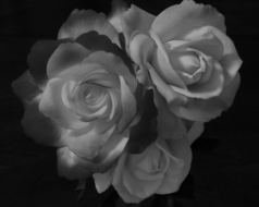 Black And White Roses drawing