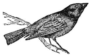 black Bird Clip Art drawing