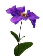 purple flower with green leaves on a white background