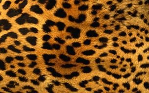 leopard skin drawing
