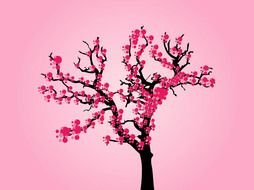 blooming japanese cherry on a pink background