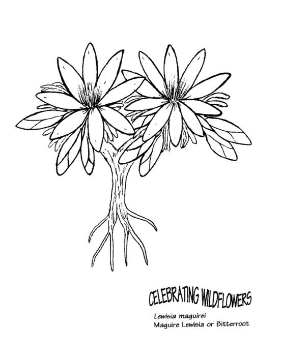 Bitterroot Flower Coloring Page